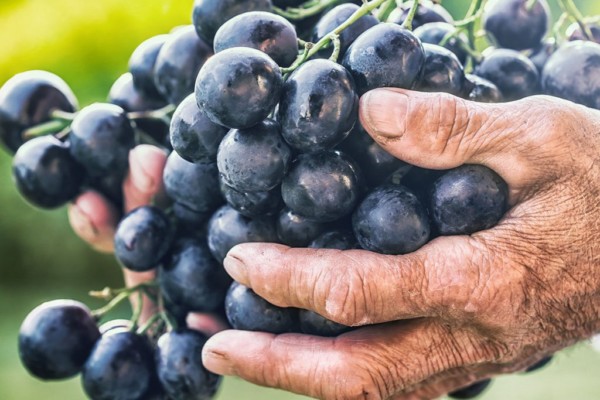 black-or-blue-bunch-grapes-in-hand-old-senior-farmer-shutterstock_717869458-1024x1024 black-or-blue-bunch-grapes-in-hand-old-senior-farmer-shutterstock_717869458-1024x1024